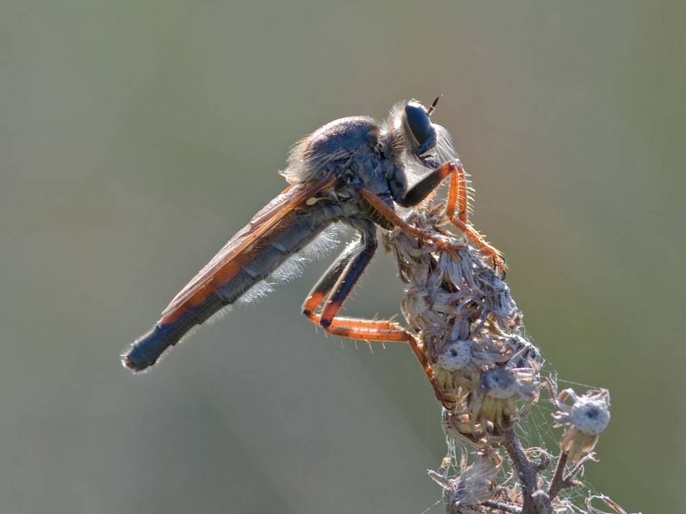 Stenopogon spec